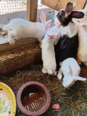 Rabbits