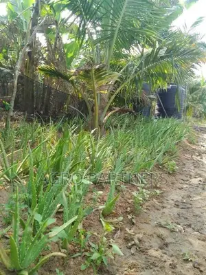 Aloe Vera Plants