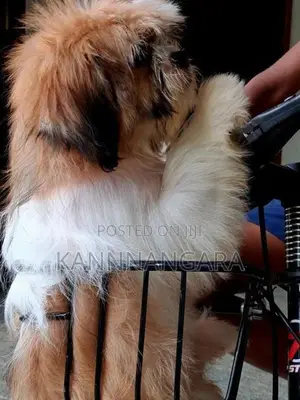 Shih Tzu Puppy