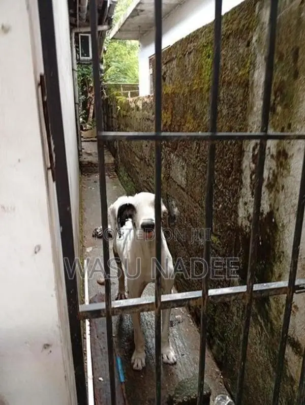 Great Dane Dog