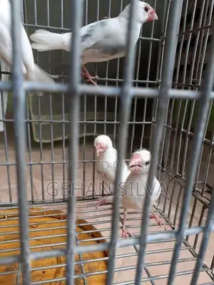 Java Birds