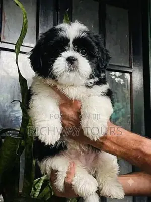 Shih Tzu Puppies
