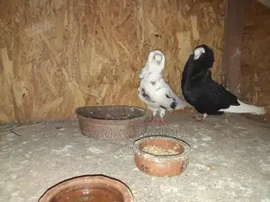 Pigeon