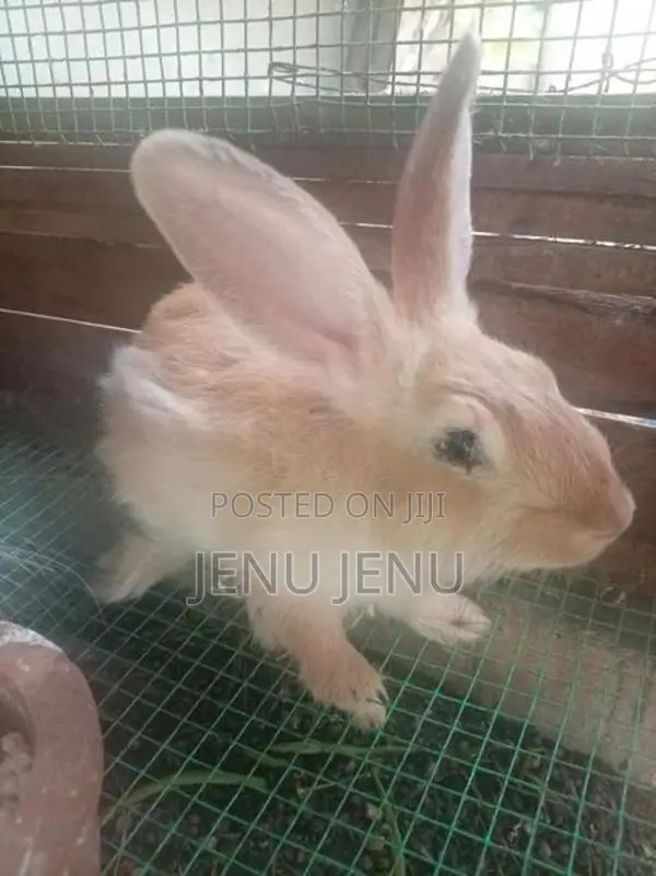 Angora Rabbit