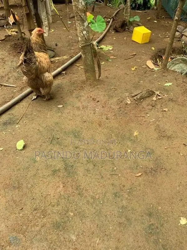 බ්‍රමා කුකුලා