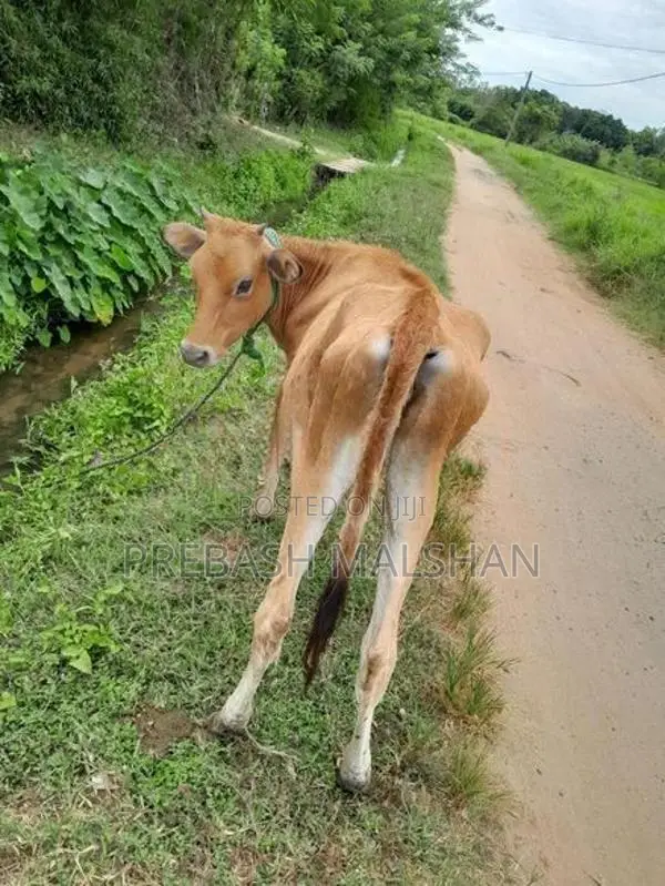 නෑම්බියන් දෙන්නෙක් විකිනීමට