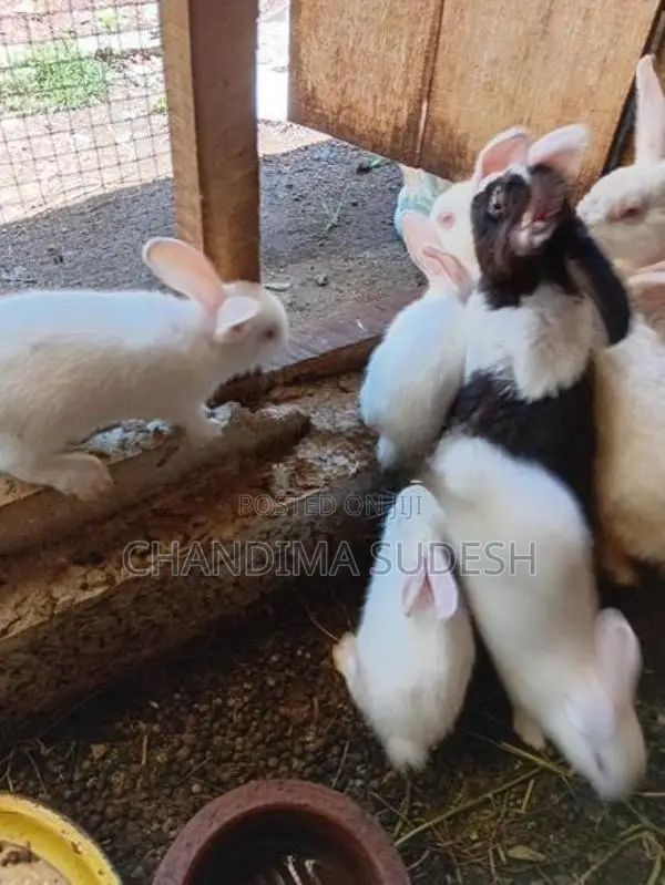 Rabbits