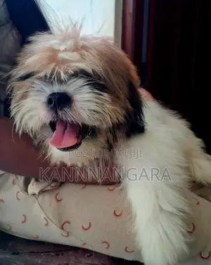 Shih Tzu Puppy
