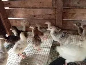 Farm Chicks