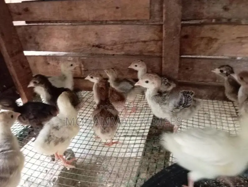 Farm Chicks