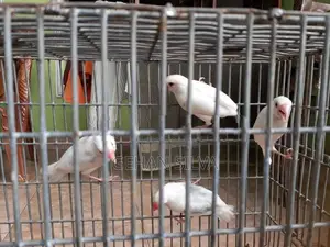 Java Birds