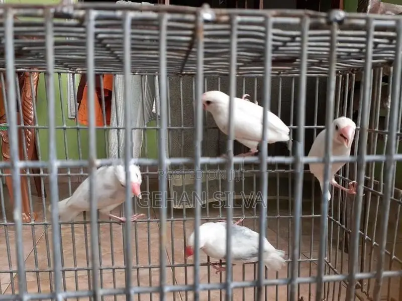 Java Birds