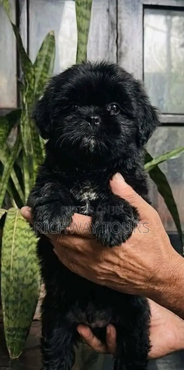 Shih Tzu Puppies