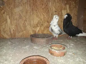 Pigeon