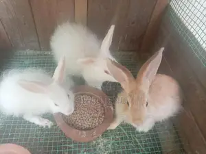 Angora Rabbit