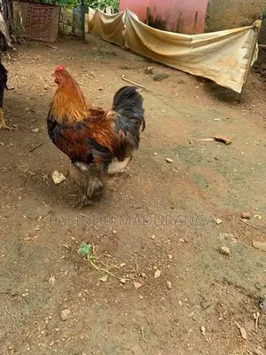 බ්‍රමා කුකුලා