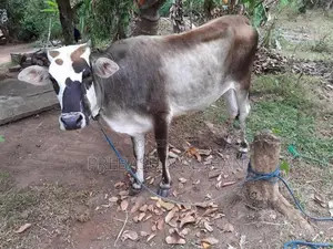 නෑම්බියන් දෙන්නෙක් විකිනීමට