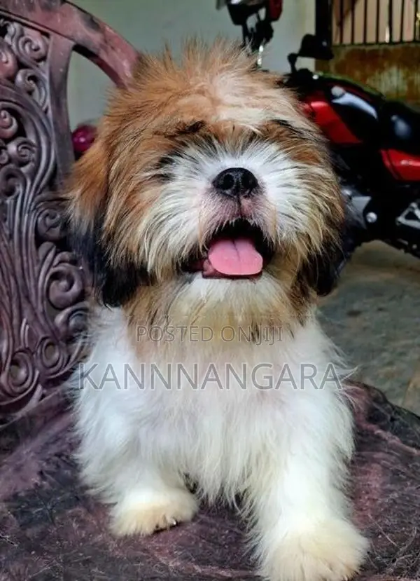 Shih Tzu Puppy