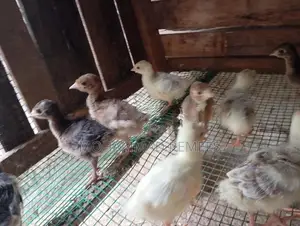 Farm Chicks