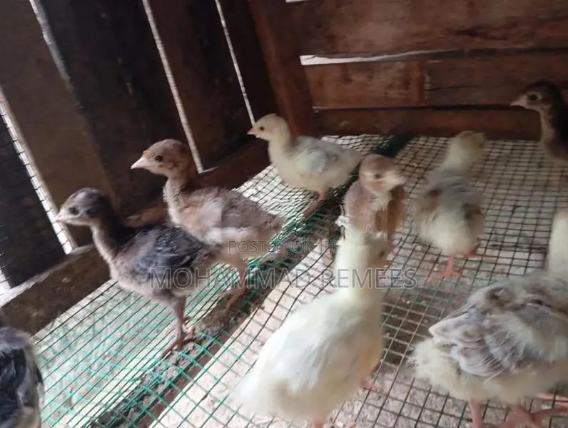 Farm Chicks