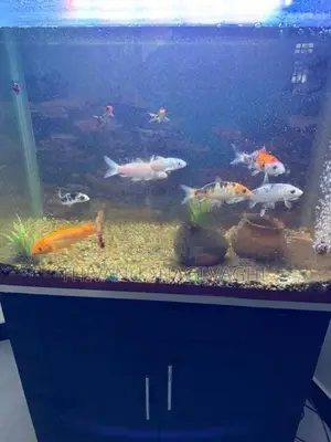 Fish Tank
