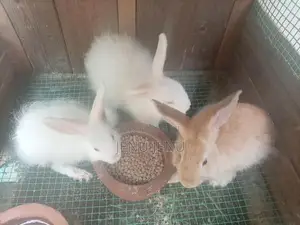 Angora Rabbit