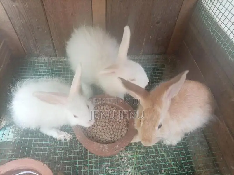 Angora Rabbit