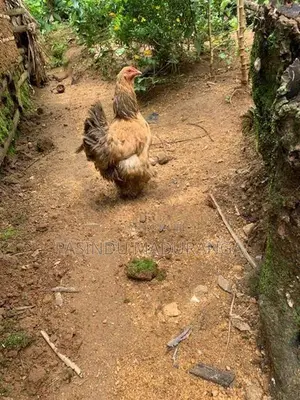 බ්‍රමා කුකුලා