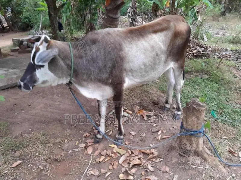 නෑම්බියන් දෙන්නෙක් විකිනීමට