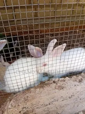 Rabbits