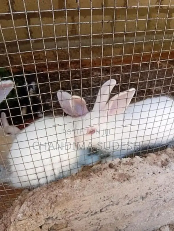 Rabbits