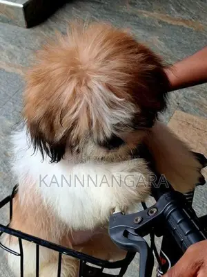 Shih Tzu Puppy