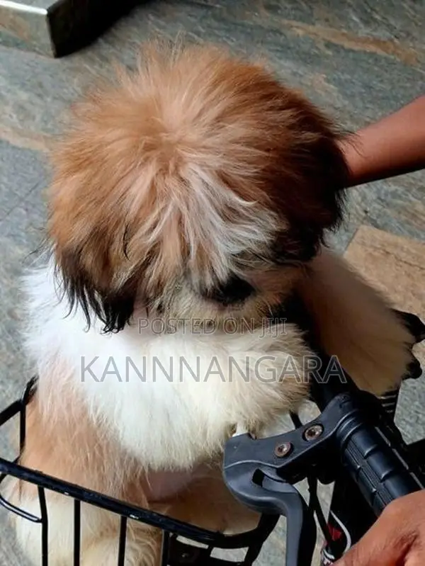 Shih Tzu Puppy