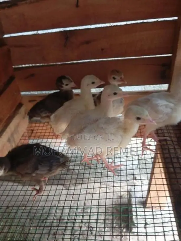 Farm Chicks