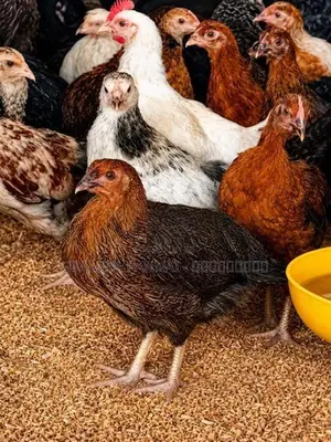 மூன்றரை மாத ஊர்க் கோழிகள் அதிரடி மலிவு விற்பனையில்.