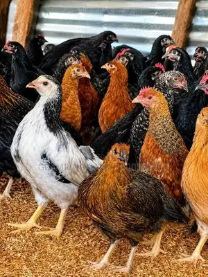 மூன்றரை மாத ஊர்க் கோழிகள் அதிரடி மலிவு விற்பனையில்.