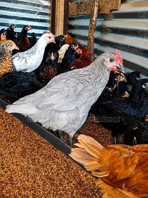 மூன்றரை மாத ஊர்க் கோழிகள் அதிரடி மலிவு விற்பனையில்.