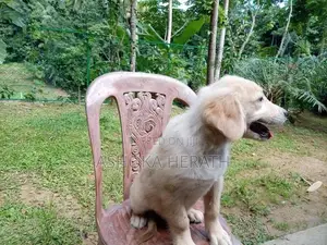 Golden Retriewar Puppy