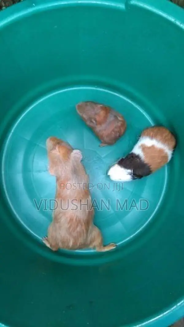 Guinea Pigs