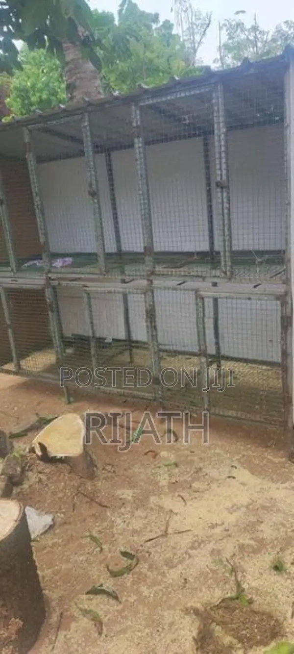 Pigeon Cage