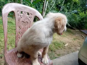 Golden Retriewar Puppy