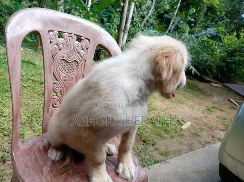 Golden Retriewar Puppy