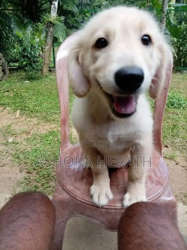 Golden Retriewar Puppy
