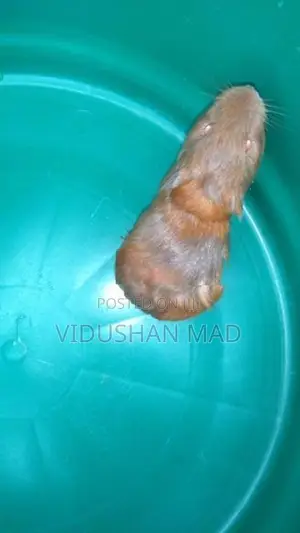 Guinea Pigs