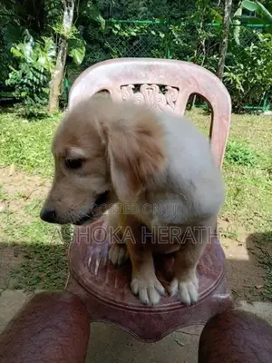 Golden Retriewar Puppy