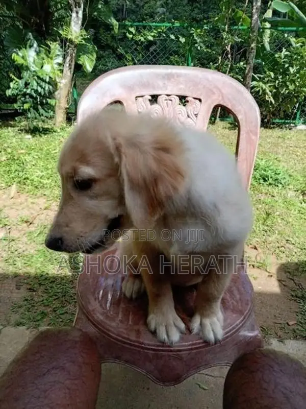 Golden Retriewar Puppy