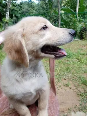 Golden Retriewar Puppy