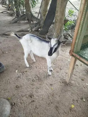 Farm Goat