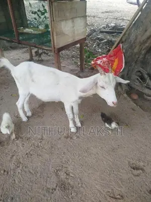 Farm Goat