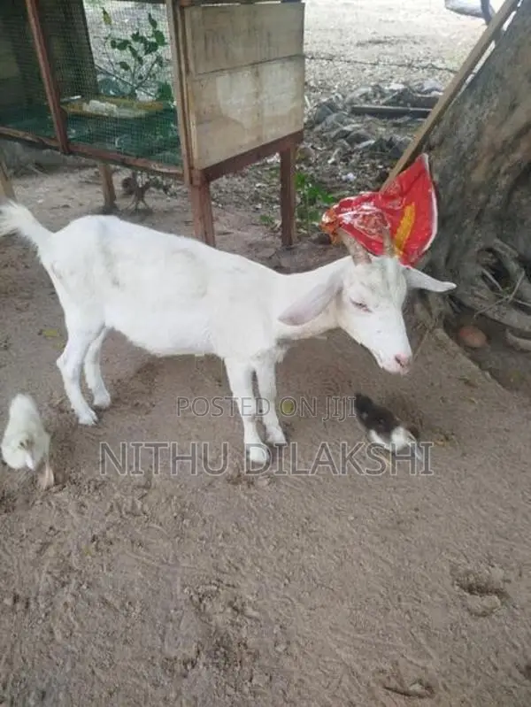 Farm Goat